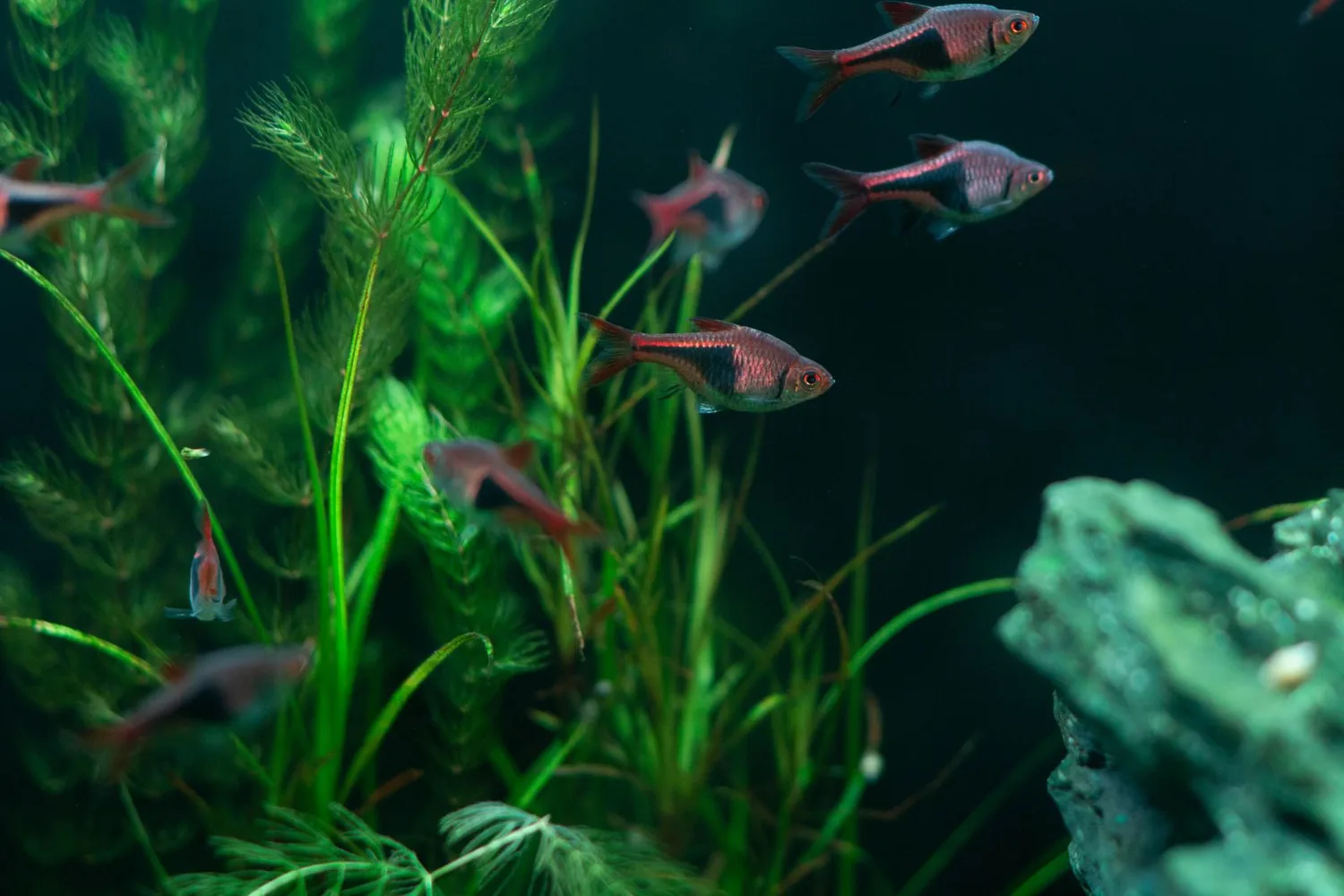 Acuario de Gijón (Bioparc)