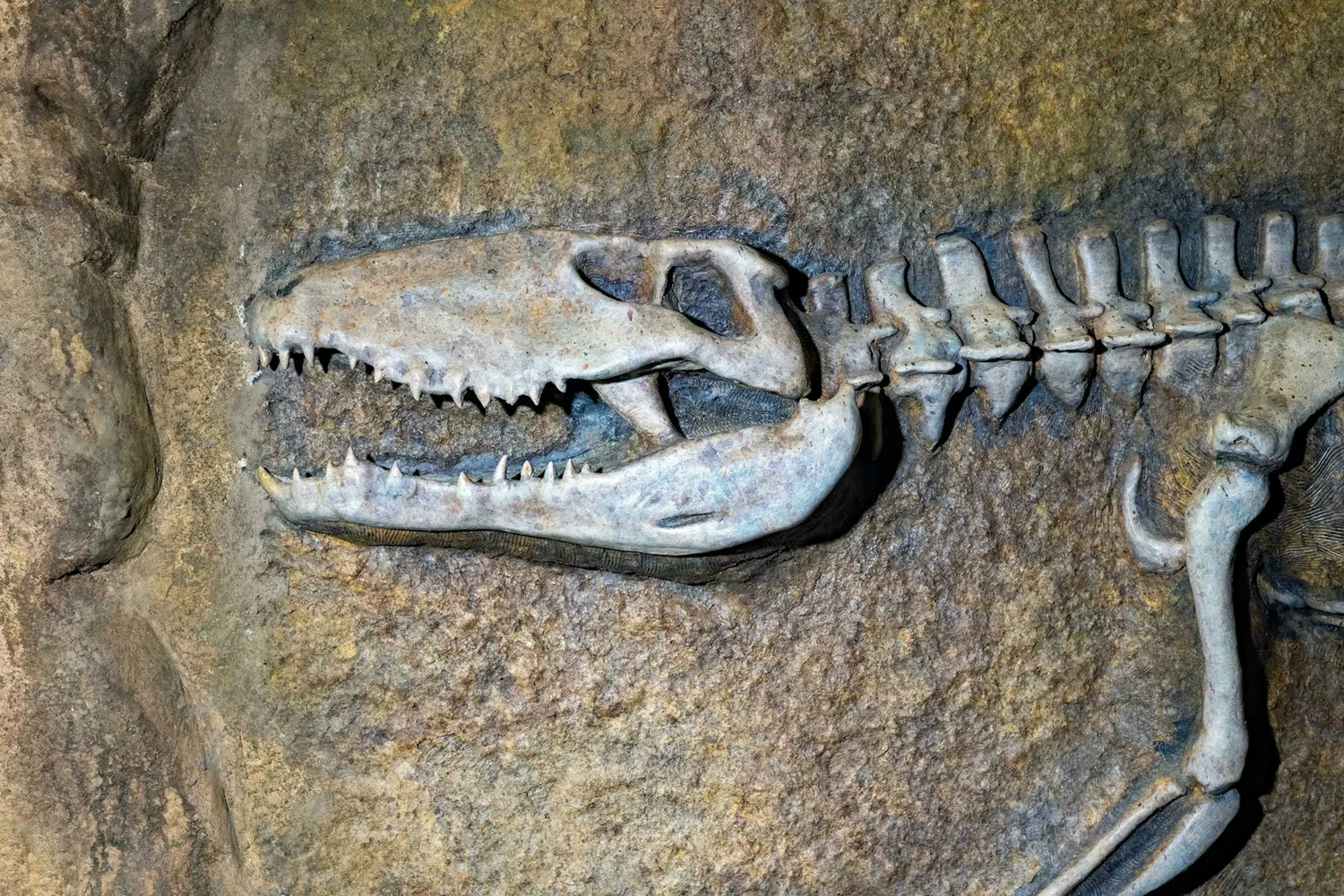 Museo del Jurásico de Asturias (MUJA)