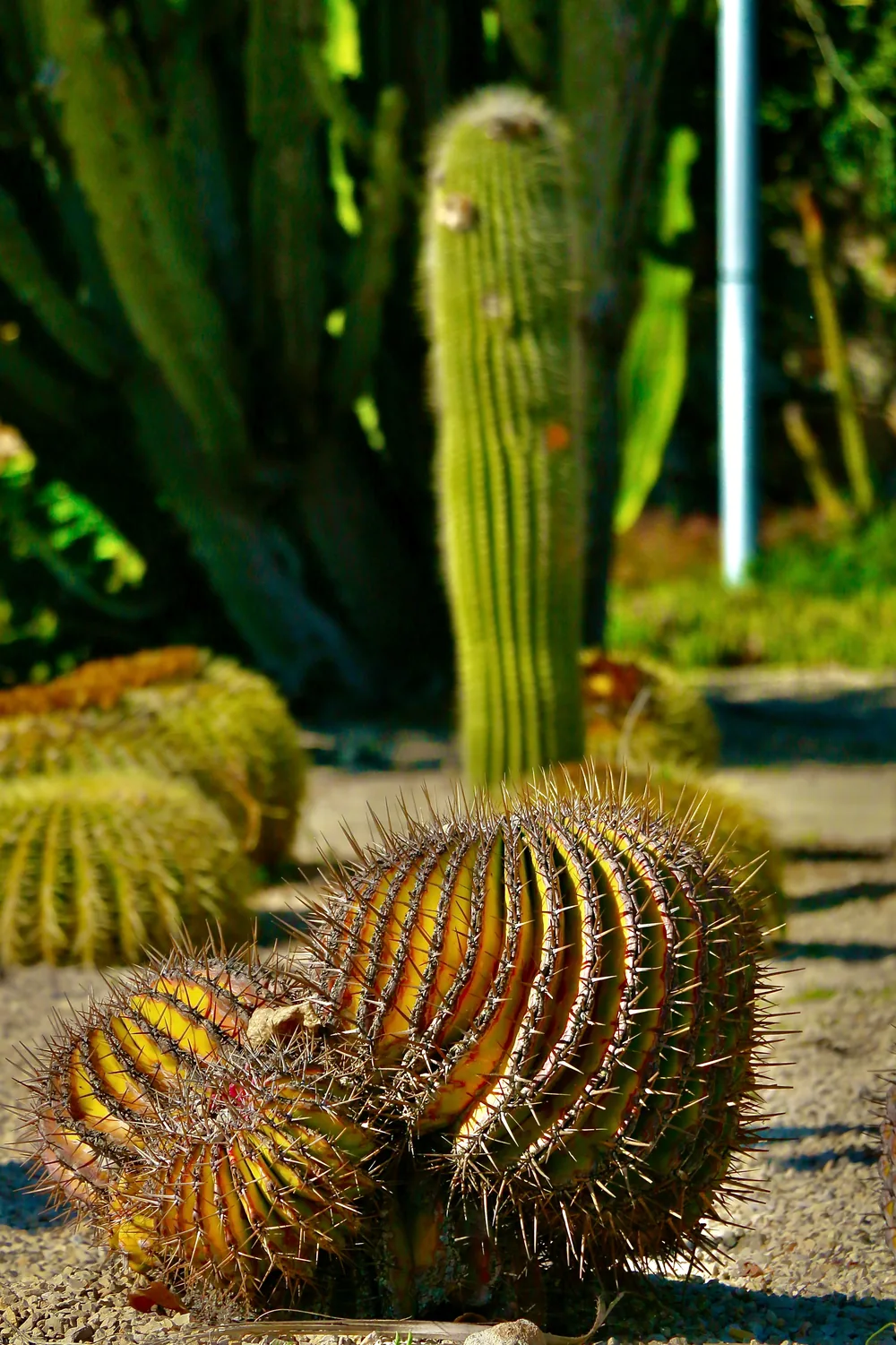 Jardí Botànic de Barcelona