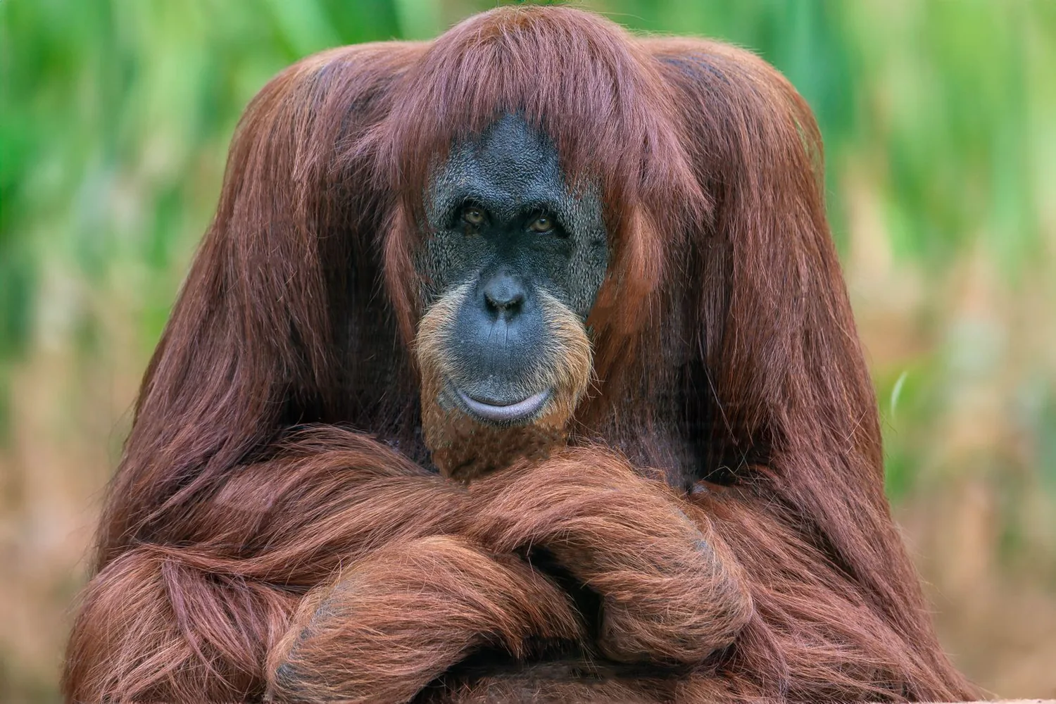 Zoológico de Santillana del Mar