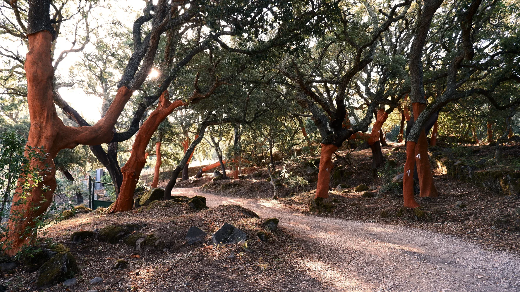 Parque Natural Serra d'Espadà