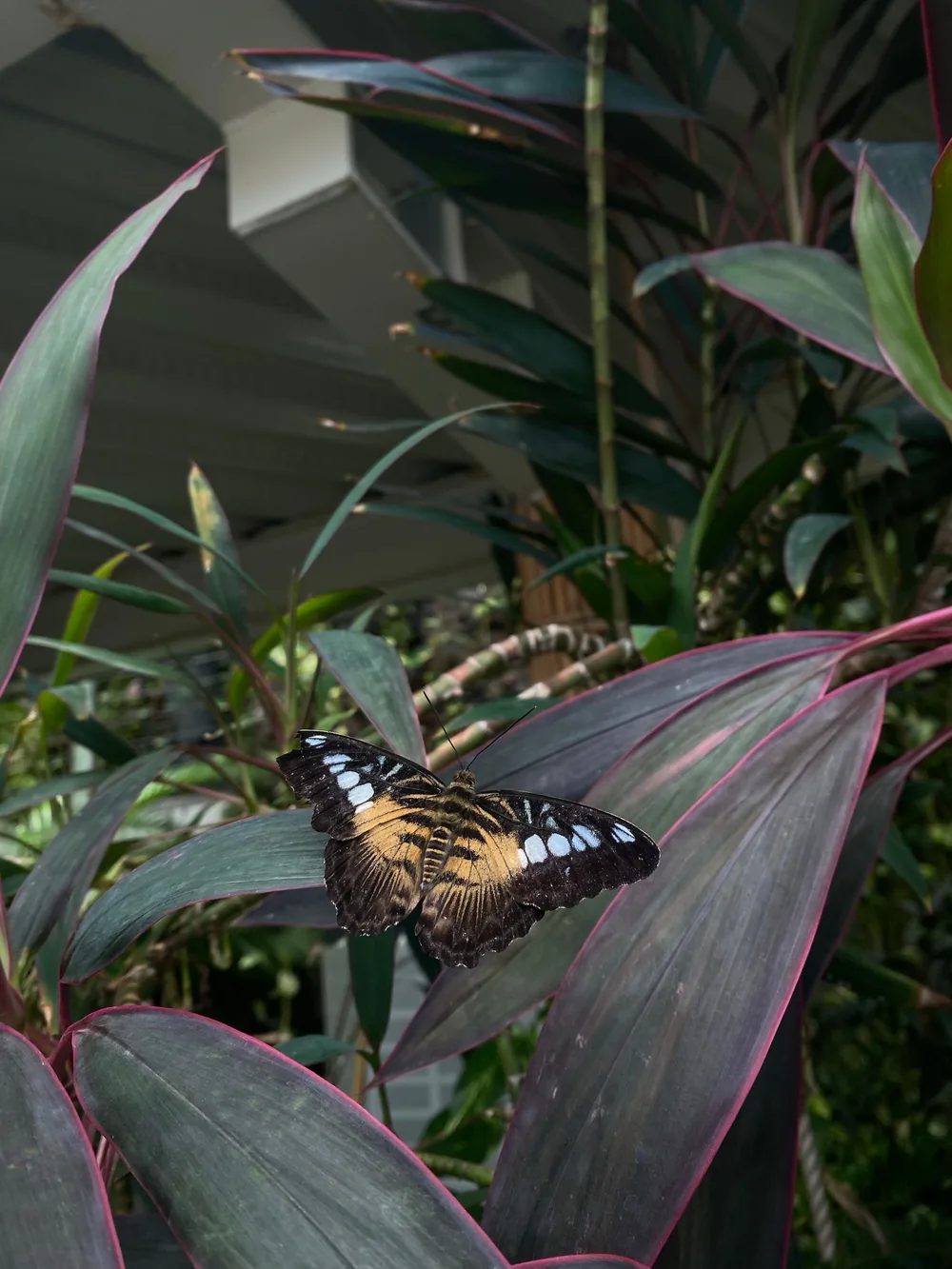 Butterfly Park Empuriabrava