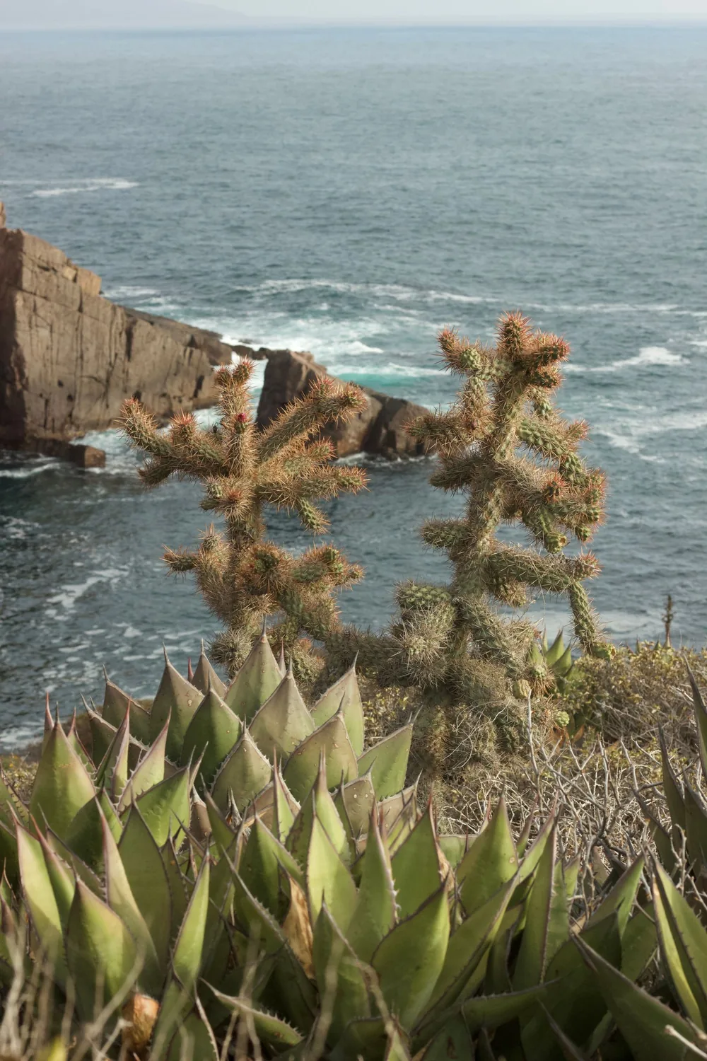 Jardí Botànic Marimurtra