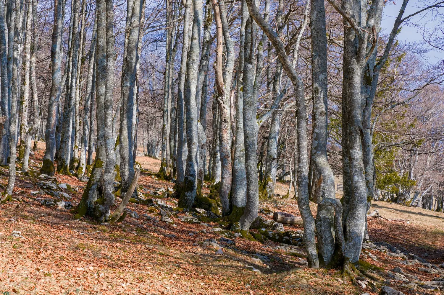 La Fageda d'en Jordà