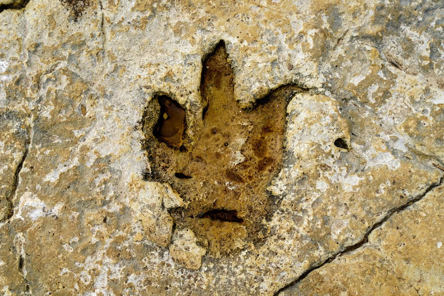 Museu de la Conca Dellà
