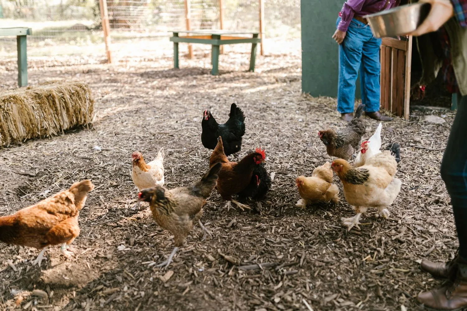 Granja Pifarré · Engranja't