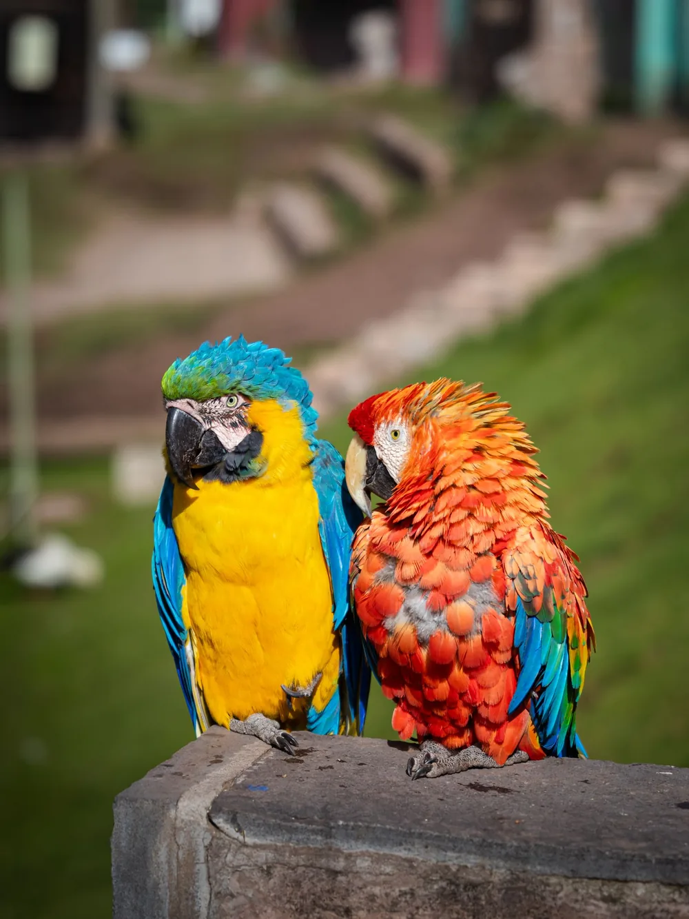 Avifauna