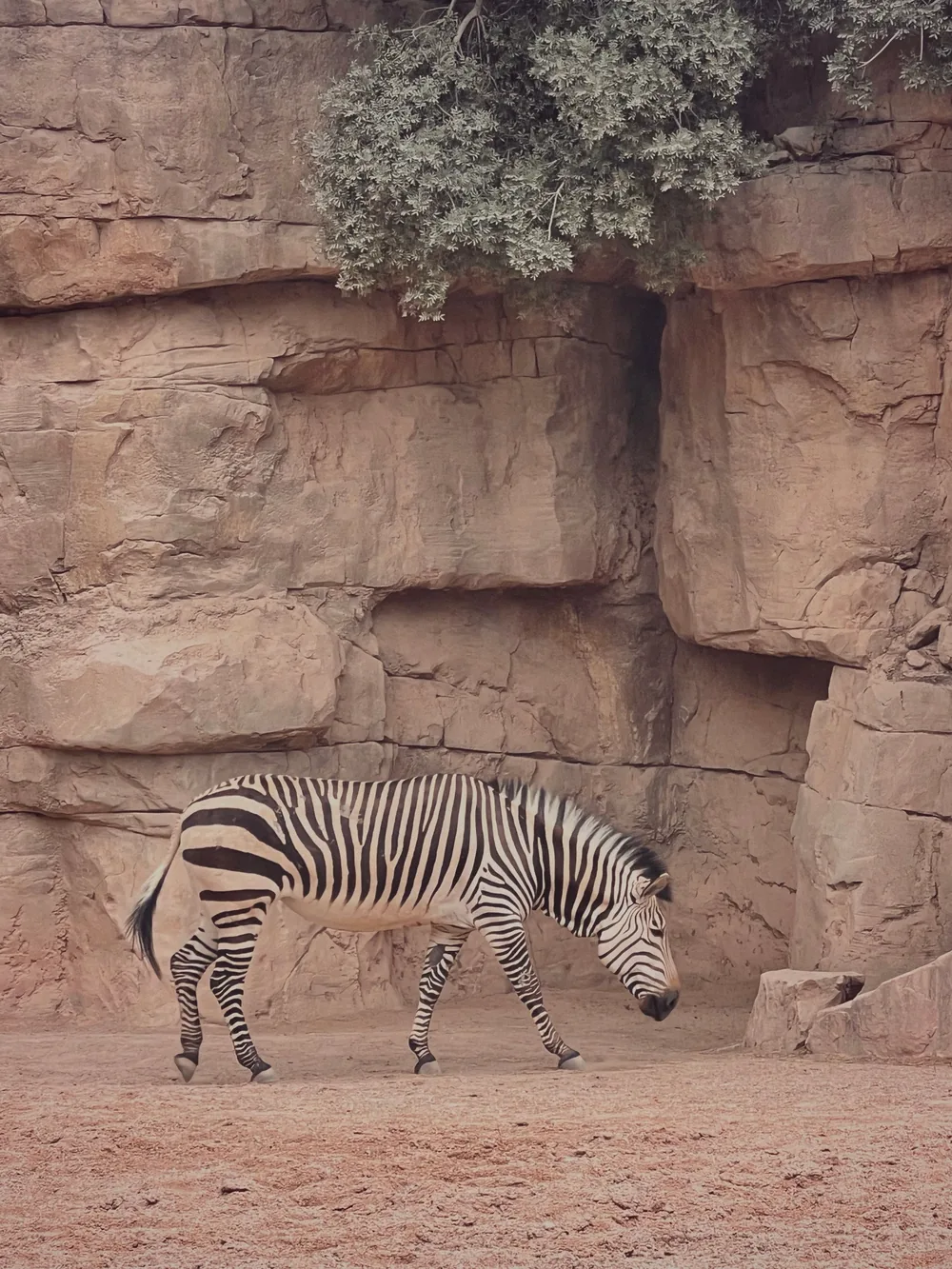 Bioparc Valencia